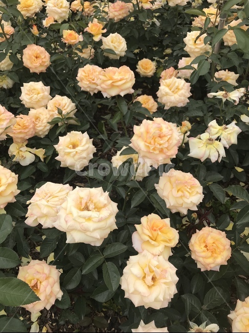 장미꽃반지,하얀장미,장미꽃,장미,rose,장미꽃밭
