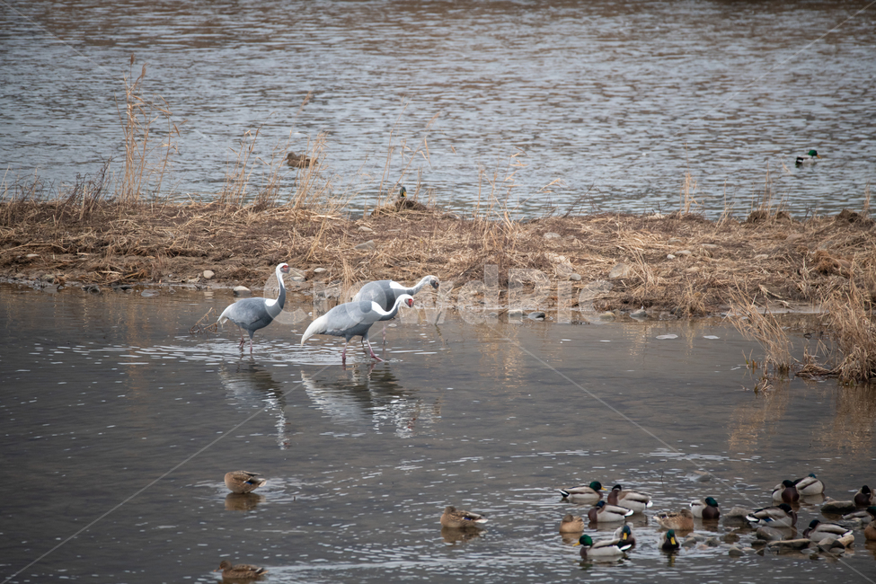 학,두루무,재두루미,재두루미가족,철원,동물,animal,조류,새,birds