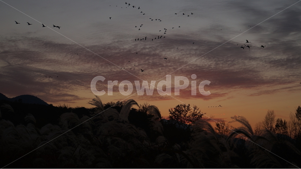 주남저수지,억새,철새,노을,해질녘,sunset,자연,풍경,nature,landscape,flock,대군,animal,동물,bird,새