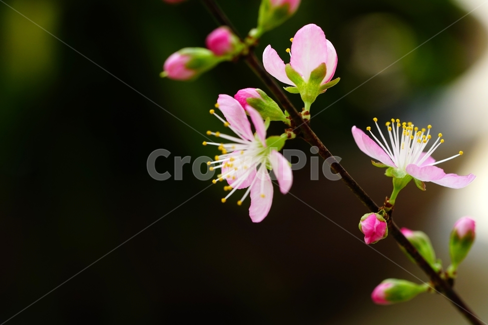 한국자연,꽃,꽃사진,플라워,flower,봄,봄꽃,spring,식물,plants,자연,nature,풍경,landscape,계절,season,snap,스냅,접사,macro,closeup,클로즈업,감성사진,감성,힐링,healing,느낌,feel,feeling,꽃밭,화단,나무,나뭇가지,tree,꽃봉오리,장미과,이스라지,이스라지꽃,5월,May,이스라지나무,식물,자연,plants,nature,꽃,flower