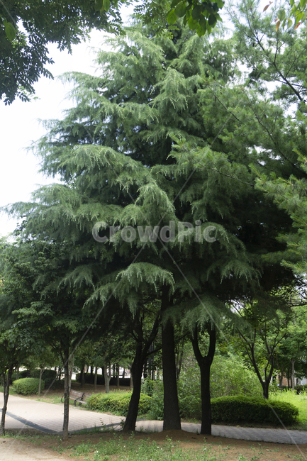 나무,tree,식물,나뭇가지,공원