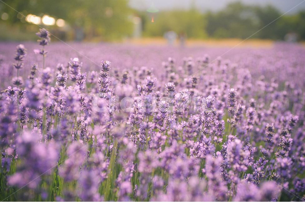 라벤더,꽃,감성사진,식물,여름,flower,lavender,빛,빛보케,식물,자연,plants,nature,꽃,flower
