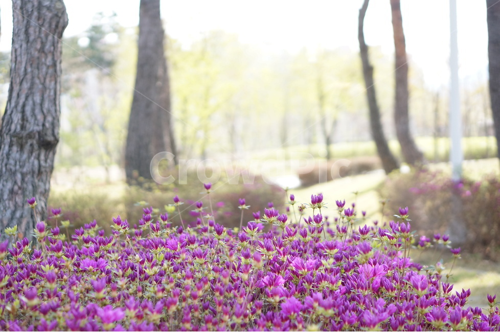 영산홍,소나무,핑크,봄,빛,나무,봄,계절,spring,season,식물,자연,plants,nature,꽃,flower