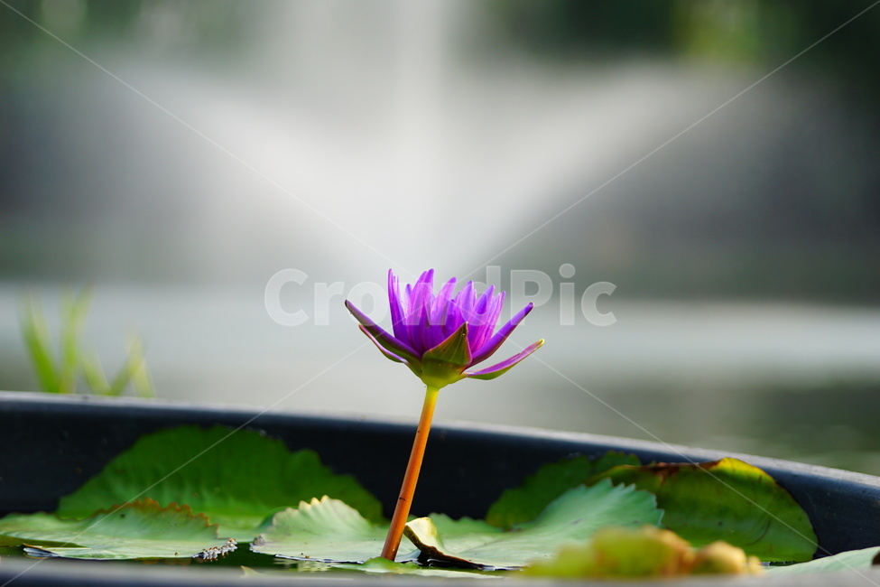 plant,식물,꽃,flower,연꽃,식물,자연,plants,nature,꽃,flower