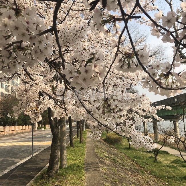 벚꽃,꽃,배경,경치,산책,한강,나무,산책길,가지,봄,자연