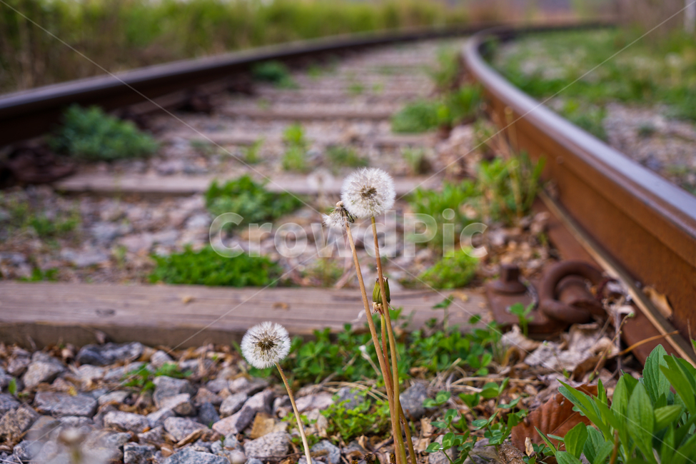 봄,뽐꽃,꽃,계절,식물,감성,자연,야생화,들꽃,식물,자연,plants,nature,꽃,flower