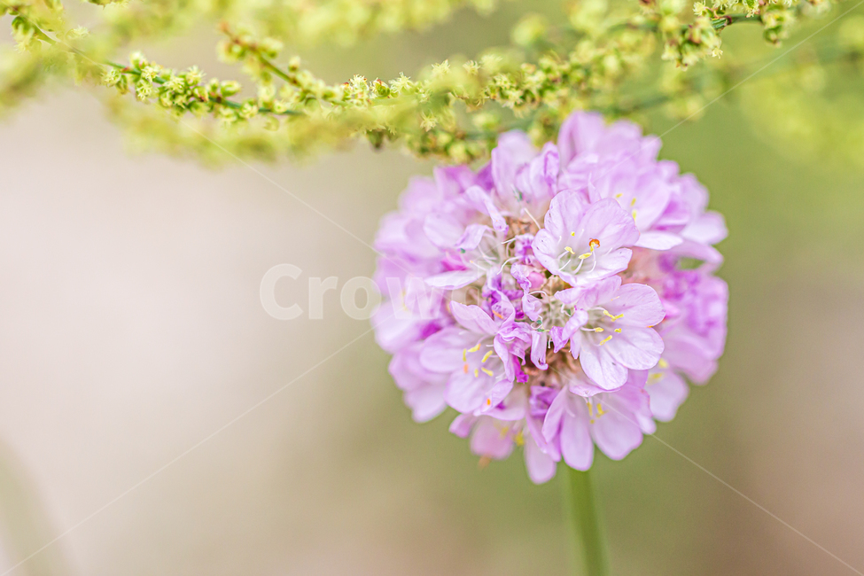 blossom,꽃,flower,plant,식물,바탕화면,자연,초록,green,nature,flowergarden,garden,식물,자연,plants,nature,꽃,flower