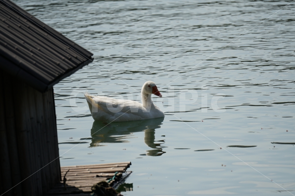 오리,백조,새,조류,동물,호수,강,자연,nature,bird,duck,lake,river,animal,헤엄,수영,swim,swan,스완,물,water,물결,감성,감성사진,스냅,스냅사진,snap,snapshot,풍경,landscape,고니,한국자연,korea,석촌호수,서울,seoul,코리아,동물,animal,조류,새,birds