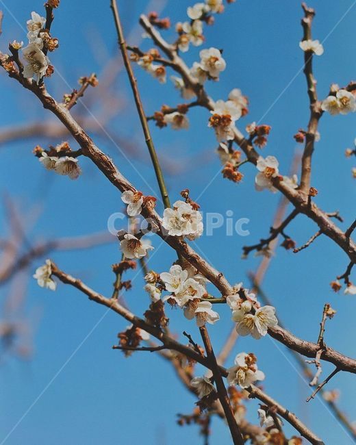 매화,하늘,봄,필름,꽃