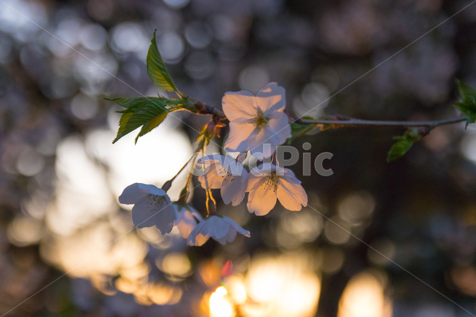 꽃,벛꽃,노을,감성,해질녘,봄,계절,spring,season,식물,자연,plants,nature,꽃,flower,감성,sensible,feeling,leaf,잎,plant