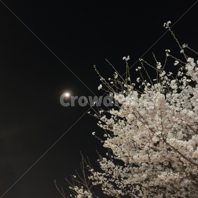벚꽃,꽃과달,달,밤,밤벚꽃,식물,자연,plants,nature,꽃,flower