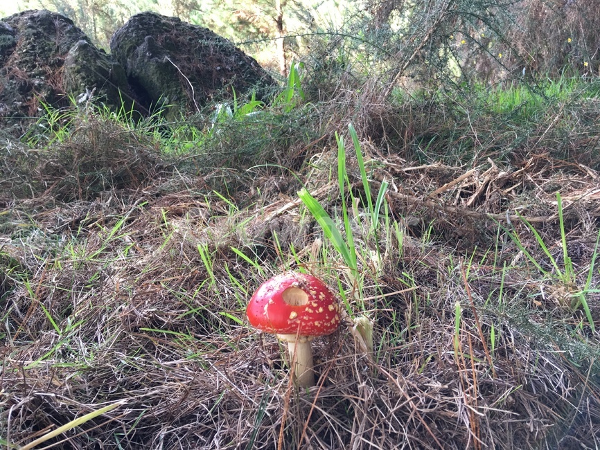 독버섯,빨간버섯,버섯,mushroom,poisonmushroom,버섯,mushroom