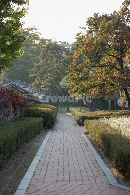 길,가로수,산책길,가을,풍경,수원,행궁동