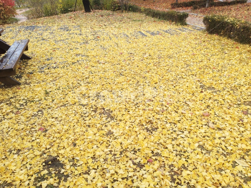 은행나무,잎,나무잎,가을,ginkgo,leaf,공원,park,autumn