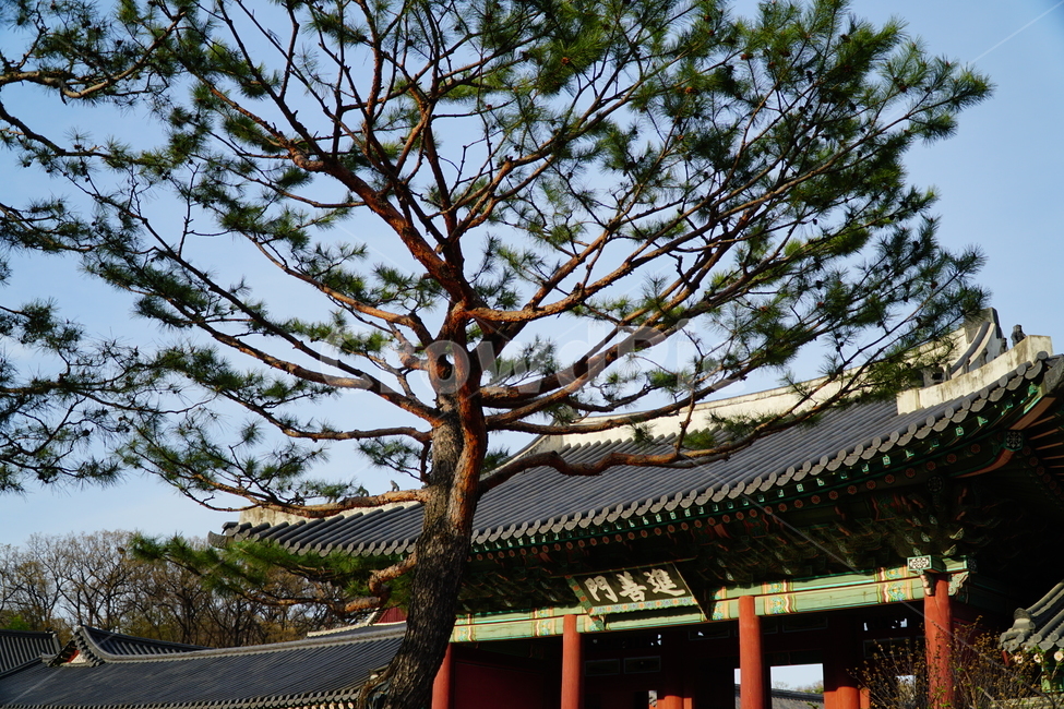 창덕궁,한국,korea,대한민국,서울,seoul,고궁,궁전,궁궐,조선,조선시대,조선왕조,왕궁,한옥,한국적인,한국문화,문화,한국전통,전통,문화재,전통문화,지붕,처마,담청,풍경,landscape,자연,nature,역사,히스토리,history,봄,봄꽃,spring,4월,april,기와,왕실,palace,changdeokgung,한국자연,한국풍경,나무,tree,하늘,sky,한국전통,한국문화,korean traditional,korean culture,건축물,건물외관,exterior,building,structure,architecture,construction