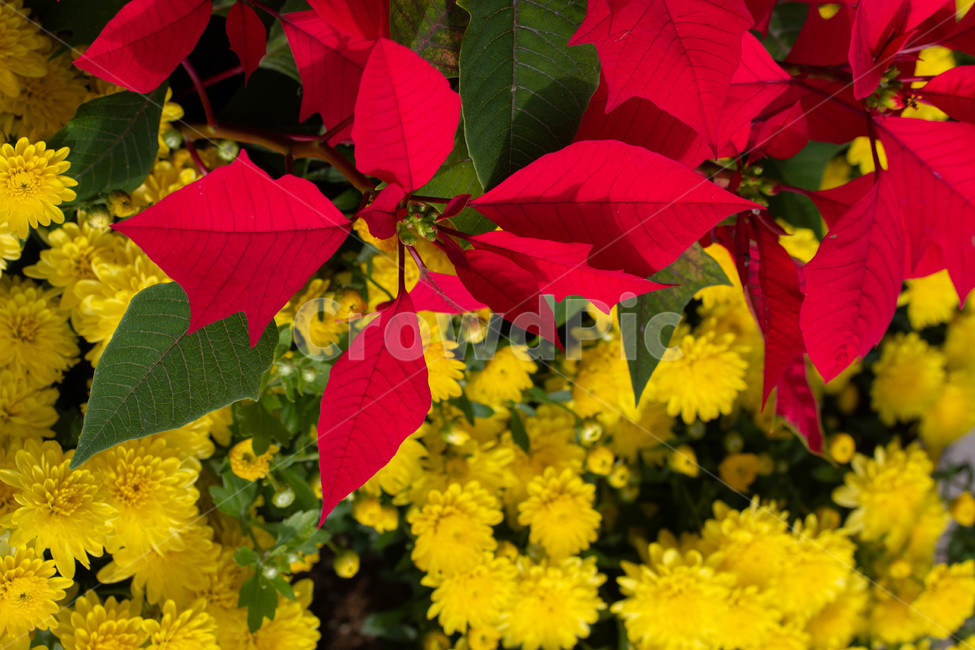 가을,꽃,야외,leaf,잎,식물,식물,자연,plants,nature,꽃,flower