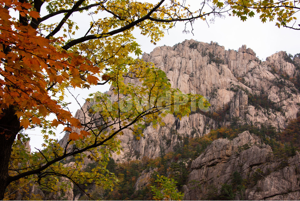 설악산,국립공원,가을,단풍,신선대,가을,계절,fall,autumn,season,자연,풍경,nature,landscape,한국자연풍경,한국자연경관,korea nature landscape,outdoors,옥외,cliff,낭떠러지