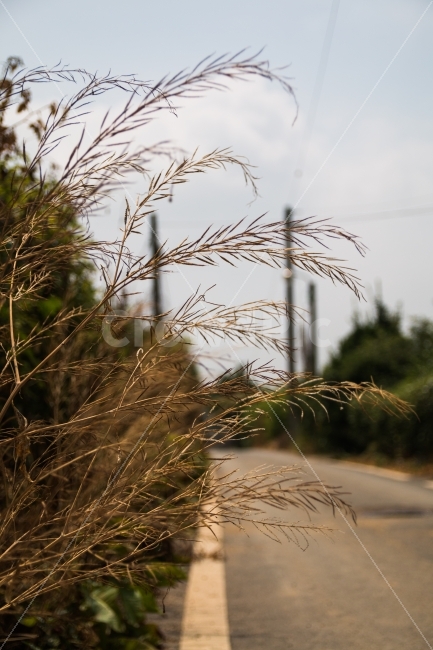 풍경,거리,한적함,여름,길거리,식물,자연,plants,nature