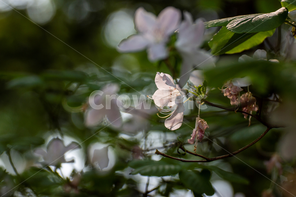 봄,벗꽃,흰꽃,햇빛,잎사귀,식물,자연,plants,nature,꽃,flower