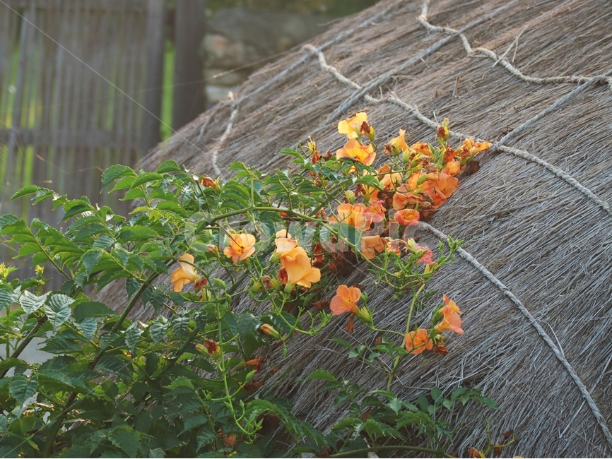 초가집,지붕,능소화,빛,여름,식물,자연,plants,nature,꽃,flower