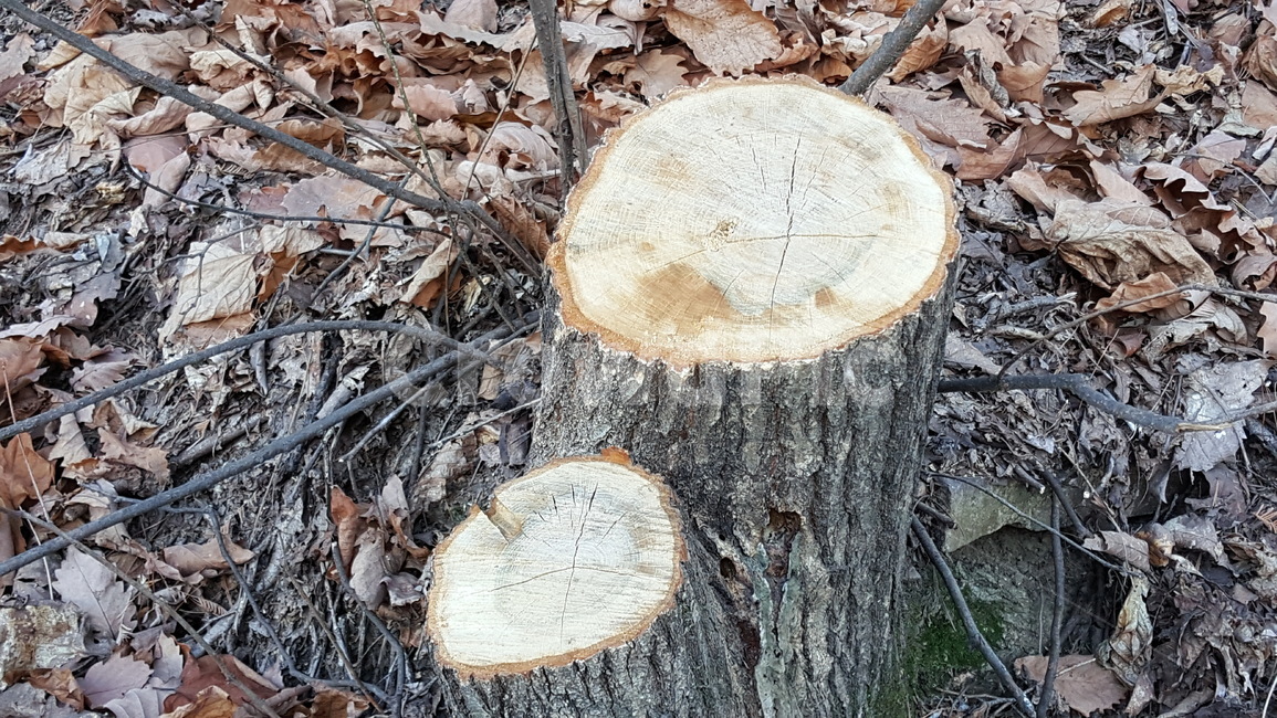 나무,잘림,상처,밑둥,잘린나무,나무,trees,wood