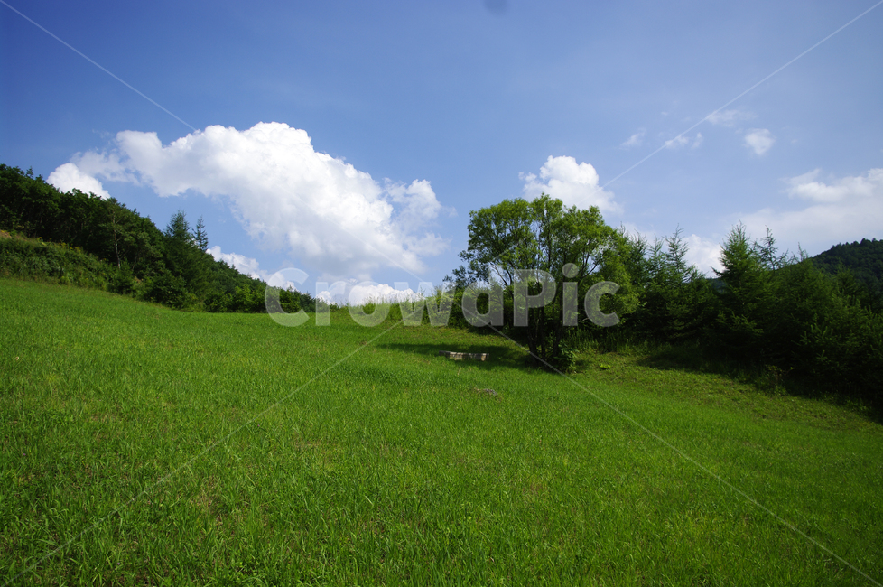 식물,나무,초록,여름,자연,nature,들,field,목초지,구름,하늘