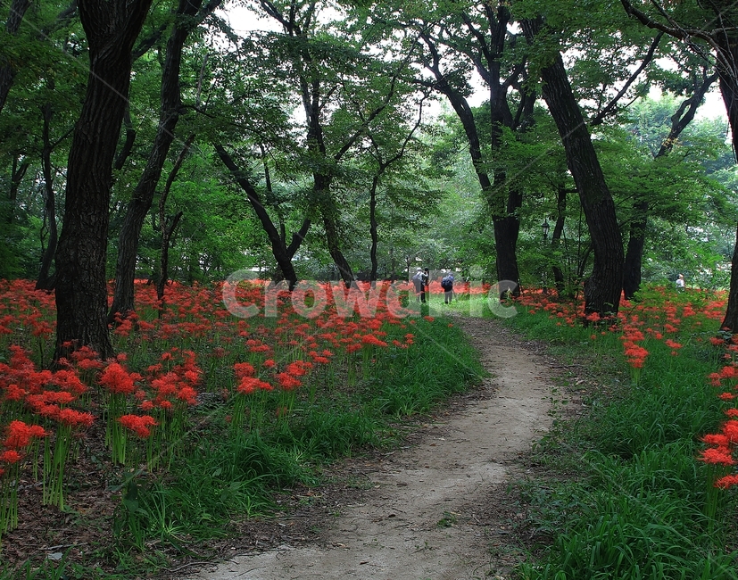 경상남도,함양군,상림공원,꽃무릇,상사화,야생화,가을,자연,풍경,nature,landscape,식물,plants,꽃,flower,gravel,자갈,road,도로,dirt road,흙길
