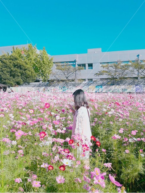 사람,인물,옆태,꽃,코스모스,human,person,여자,옆모습,사람,인물,인간,human,person,여성,여자,woman,female,lady