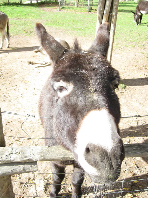 outdoors,야외,animal,동물,mammal,포유류,donkey,나귀,당나귀,동물,animal,포유류,mammal