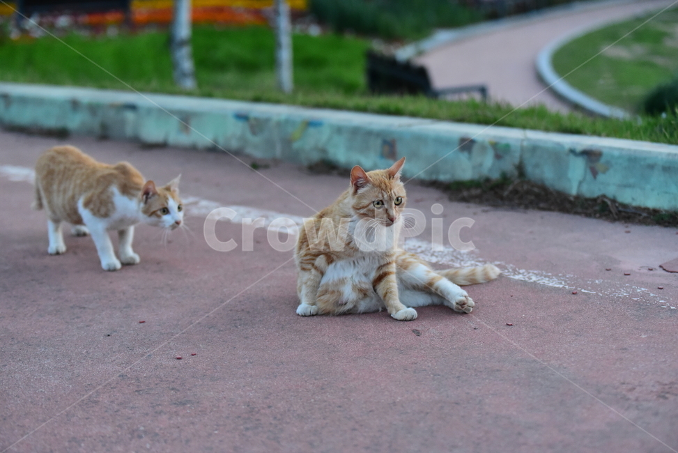 고양이,길고양이,길냥이,반려동물,동물,노랑이,야옹이,귀여운,줄무늬,포유류,animal,cat