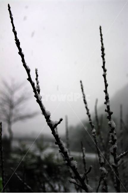 겨울,눈,winter,snow,나뭇가지,겨울,계절,winter,season