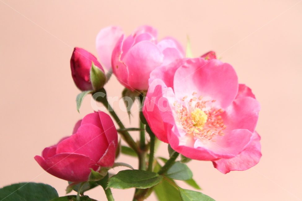 장미,꽃,식물,정원수,rose,식물,자연,plants,nature,꽃,flower