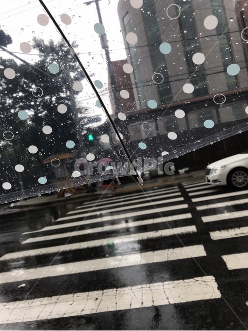 날씨,비,우산,출근길,퇴근길,도로,아스팔트,신호등,횡단보도