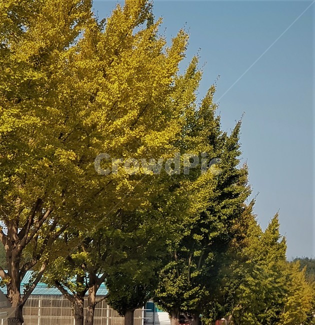 가을,은행나무,노란색,초록,자연,하늘,풍경,감성,nature,fall,한국자연풍경,식물,autumn,green,yellow,가을,계절,fall,autumn,season,자연,풍경,nature,landscape,식물,plants,나무,trees,wood,tree,plant
