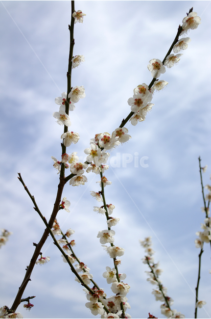 매화,나무,하늘,파란하늘,꽃봉오리,봄,봄날,봄풍경,봄꽃,감성,spring,flower,봄길,산책,봄나들이,식물,꽃,봄,계절,spring,season,식물,자연,plants,nature,꽃,flower,plant,blossom