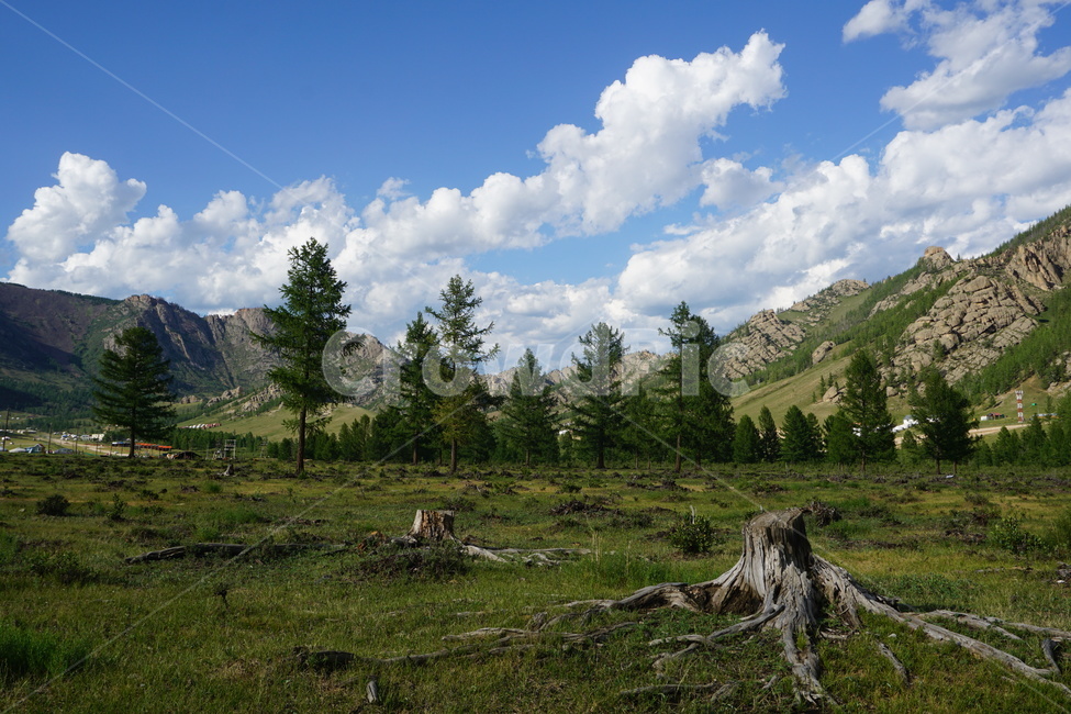 나무,몽골,mongolia,하늘,노을,숲,산림,자연,풍경,nature,landscape,해외,외국,세계,foreign,oversea,world,세계자연풍경,해외자연풍경,외국자연풍경,world nature landscape,tree,plant,식물,fir,전나무,abies,아비