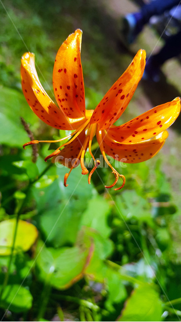 꽃,자연,생물,butterfly,green,식물,풀,여름,summer,plants,주황색꽃,주황색