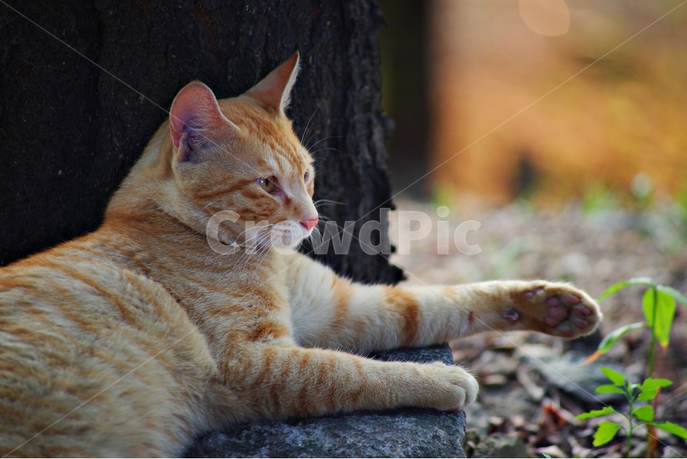 고양이,길냥이,cat,pet,애완동물,자연,배경,눈빛,대비,치즈,노란색,태비,yellow,tabby,tabbycat,streetcat,동물,animal,포유류,mammal,고양이,cat,kitten,kitty
