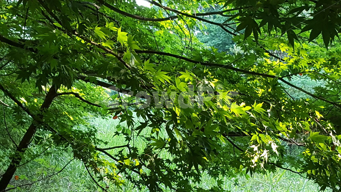 연두,식물,자연,경치,숲,식물,자연,plants,nature