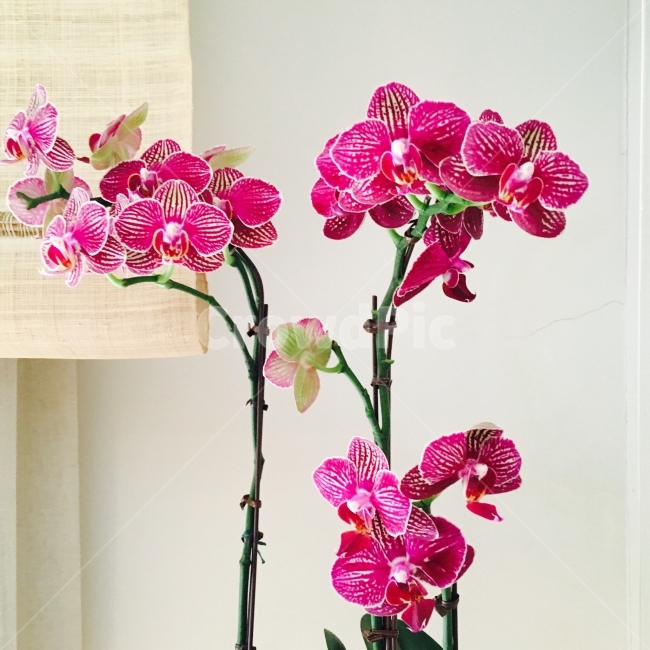 호접란,꽃,Flower,서양난,난,꽃,flower,실내용화초,화분,화초,house plant,인테리어,실내디자인,interior design