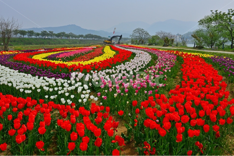 plant,식물,flower,blossom,꽃,tulip,튤립,경남,하동,튤립축제장,튤립툭제,하동튤립축제,둔치,강변둔치,섬진강변,식물,자연,plants,nature,꽃,flower
