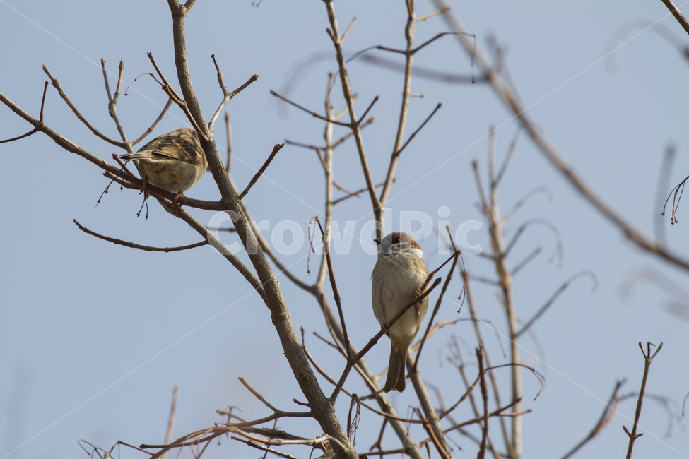 동물,새,참새,자연,나무,하늘,봄,가지,야생동물,겨울,갈색,푸른하늘,Animals,birds,sparrows,nature,trees,sky,spring,branches,wildlife,winter,brown,bluesky,동물,animal,조류,새,birds