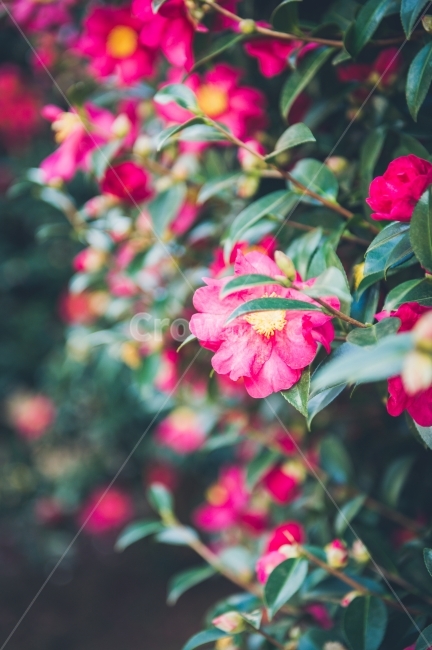 Camellia,Jeju,island,RepublicofKorea,jeju island,jejuisland,flower,Emotional photo,camellia tree,koreaisland,healing,light,camellia flower,jeju,Emotion