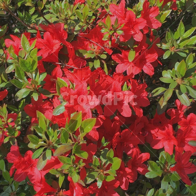 꽃,봄,공원,빨간꽃,자연,봄,계절,spring,season,식물,자연,plants,nature,꽃,flower,plant,leaf,잎