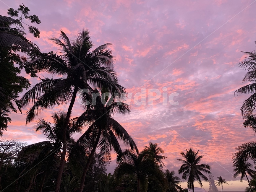 괌,하늘,핑크하늘,선셋,guam,sky,pinksky,sunset,야자수,자연,풍경,nature,landscape,summer,여름