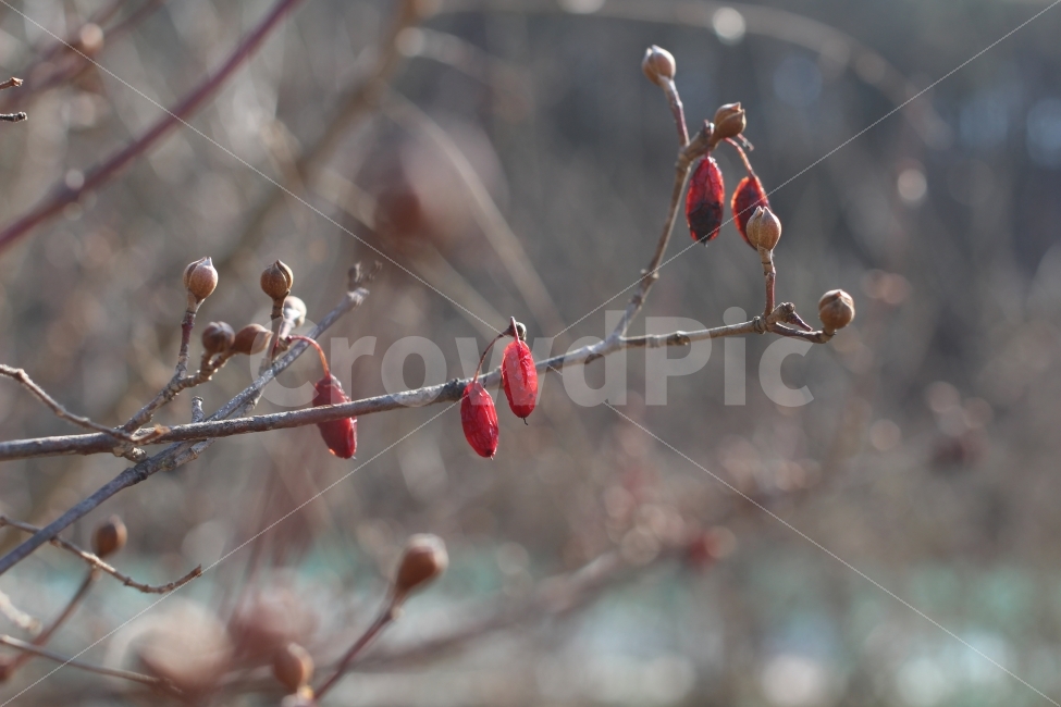 겨울,자연,열매,월동,나무,식물,정원,시골,색감,겨울,계절,winter,season,음식,식재료,요리,food,cook,meal,dishes,food reserves,과일,열매,fruit