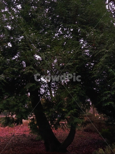 나무,고목,나뭇가지,웅장함,tree