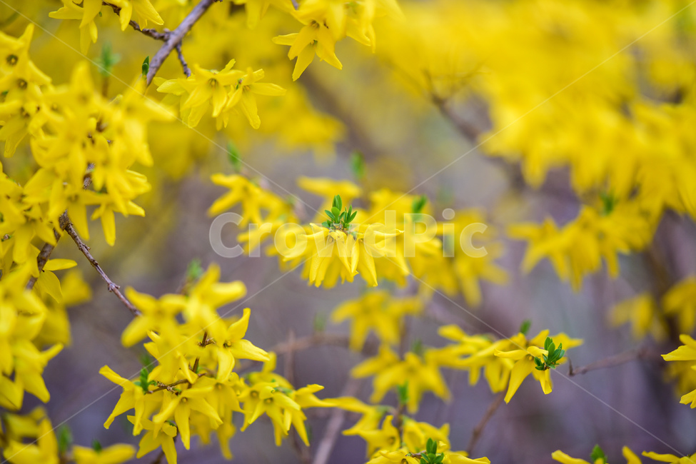 plant,식물,flower,꽃,forsythia,봄,개나리,개나리꽃