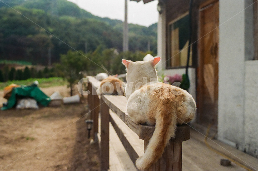 고양이,귀여운,cat,길고양이,꼬리,뒷태,반려동물,pet,동물,필름사진,필름