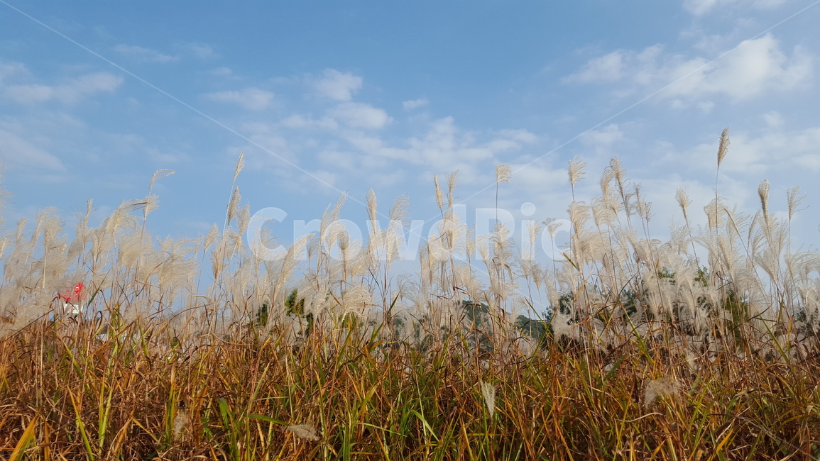 갈대,억새,가을,풍경,가을나들이,가을풍경,가을,계절,fall,autumn,season,자연,풍경,nature,landscape,grass,잔디,plant,식물,lawn